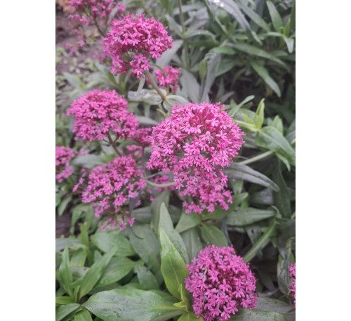 Кентрантус рожевий (Сentranthus)